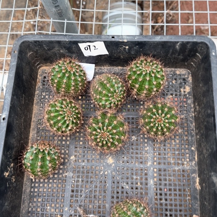 072跟侧芽三公分左右