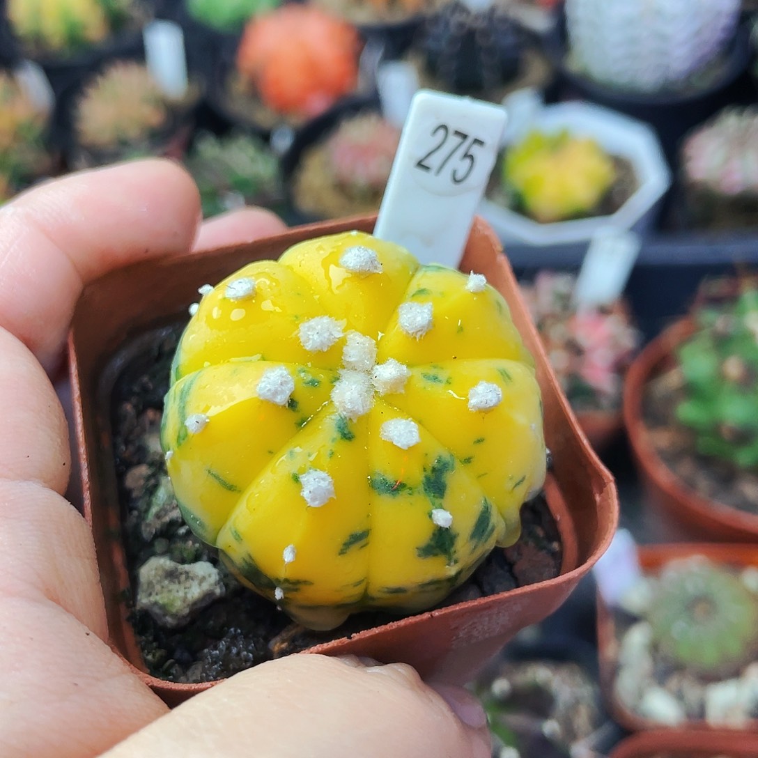 非偏远地区满25包邮仙人球裸根3.7cm