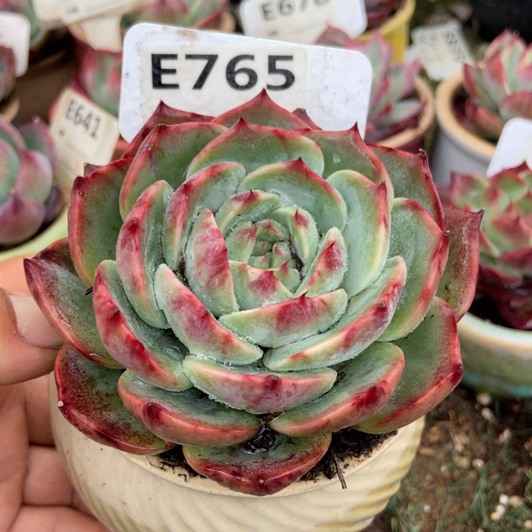 惊鸿一瞥765号多肉