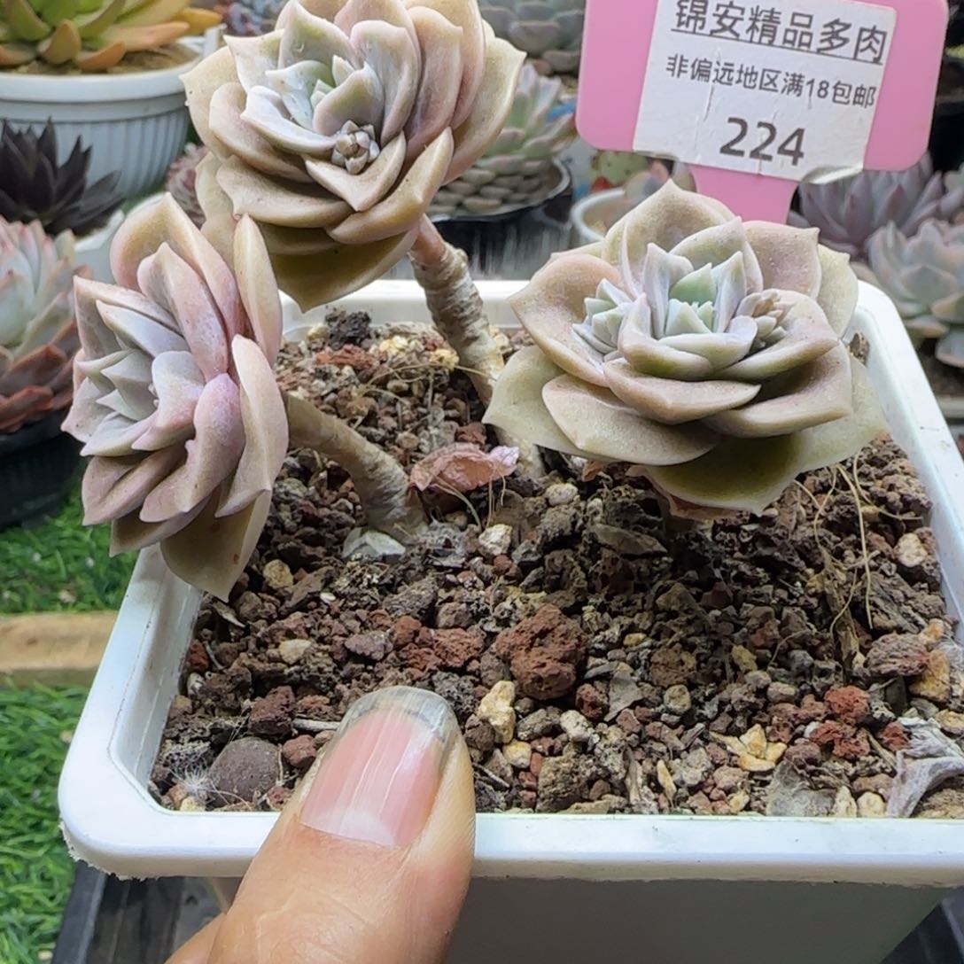 锦安精品多肉植物224