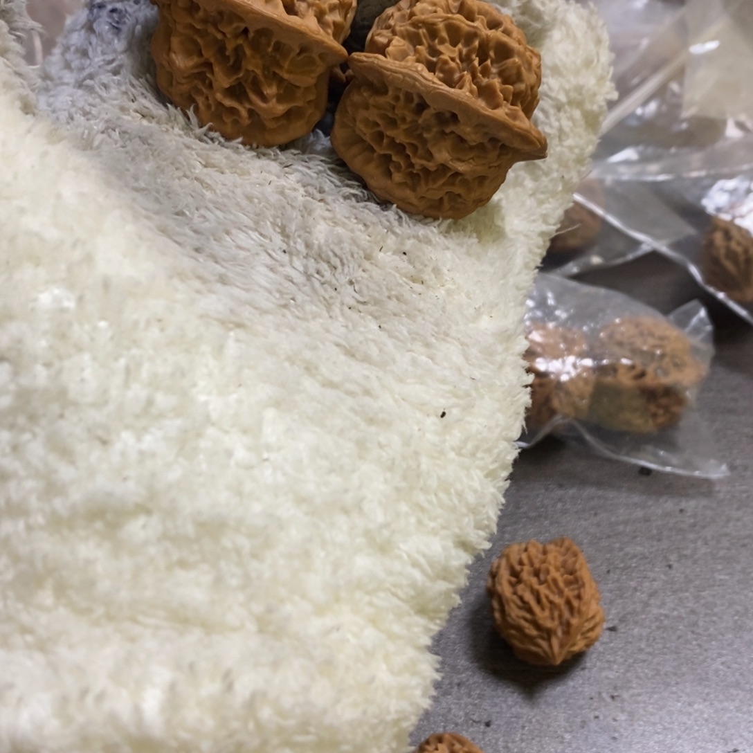 秦岭森林中出现许多秦闷