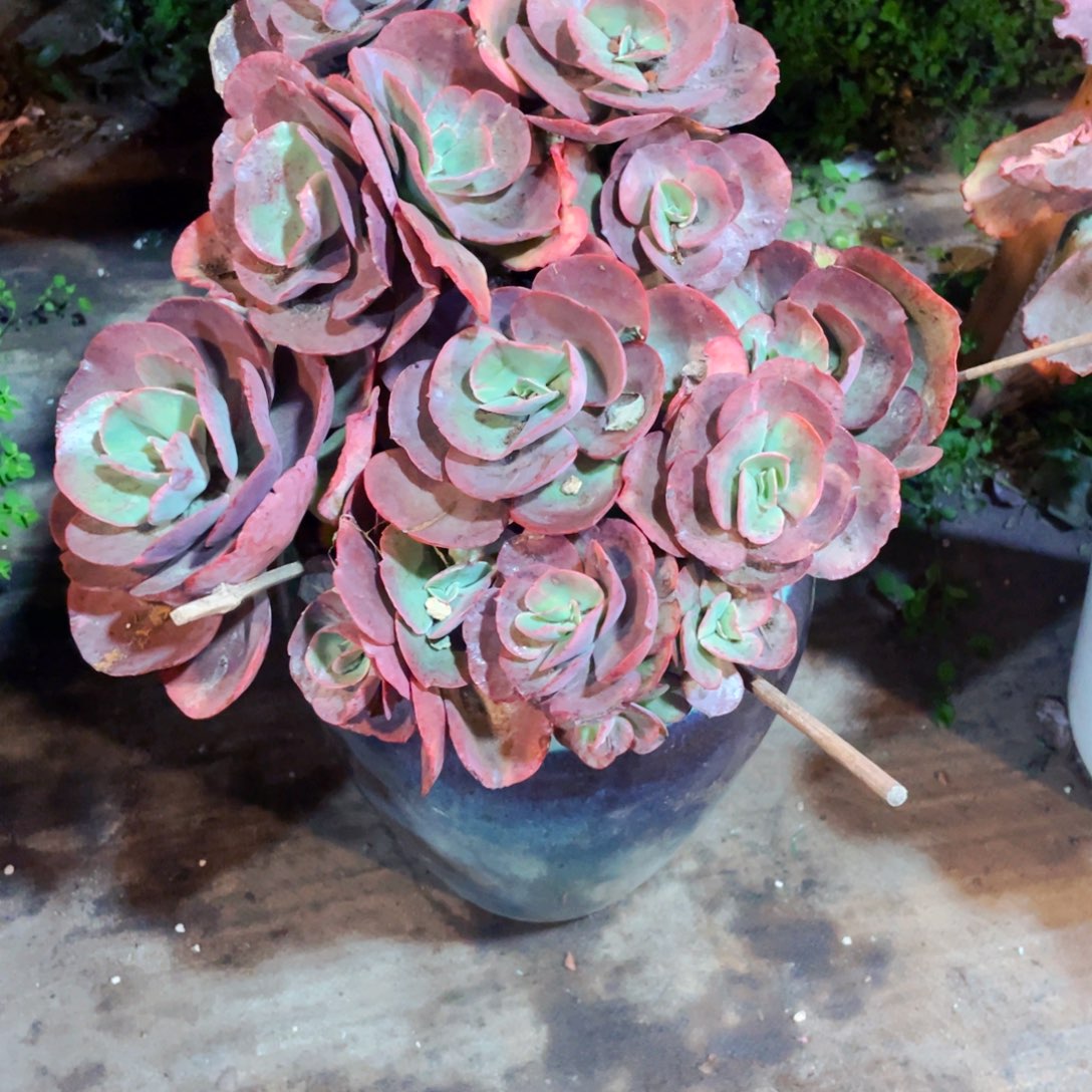 旻***子初吻群生头多的寄养到开春快递包邮