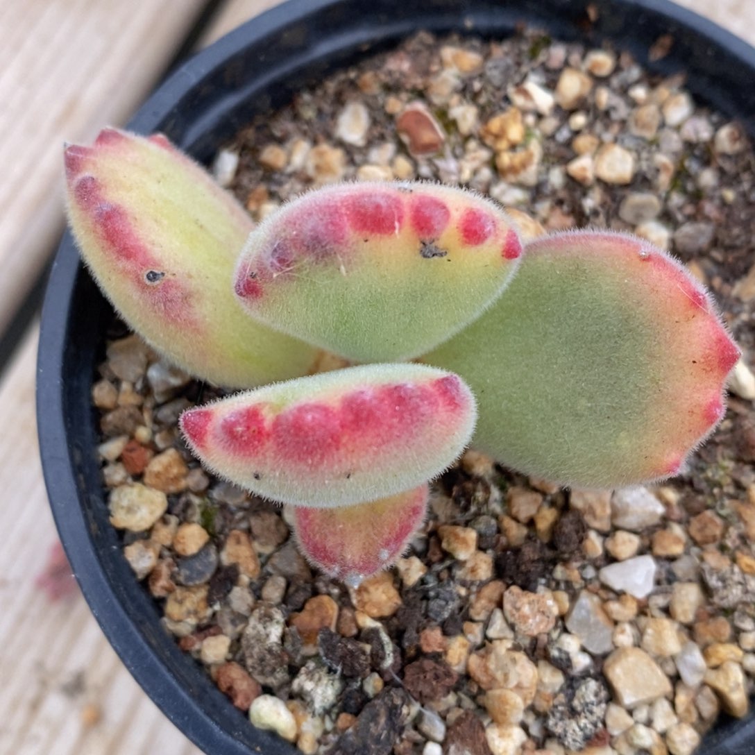 一物一拍精品多肉_