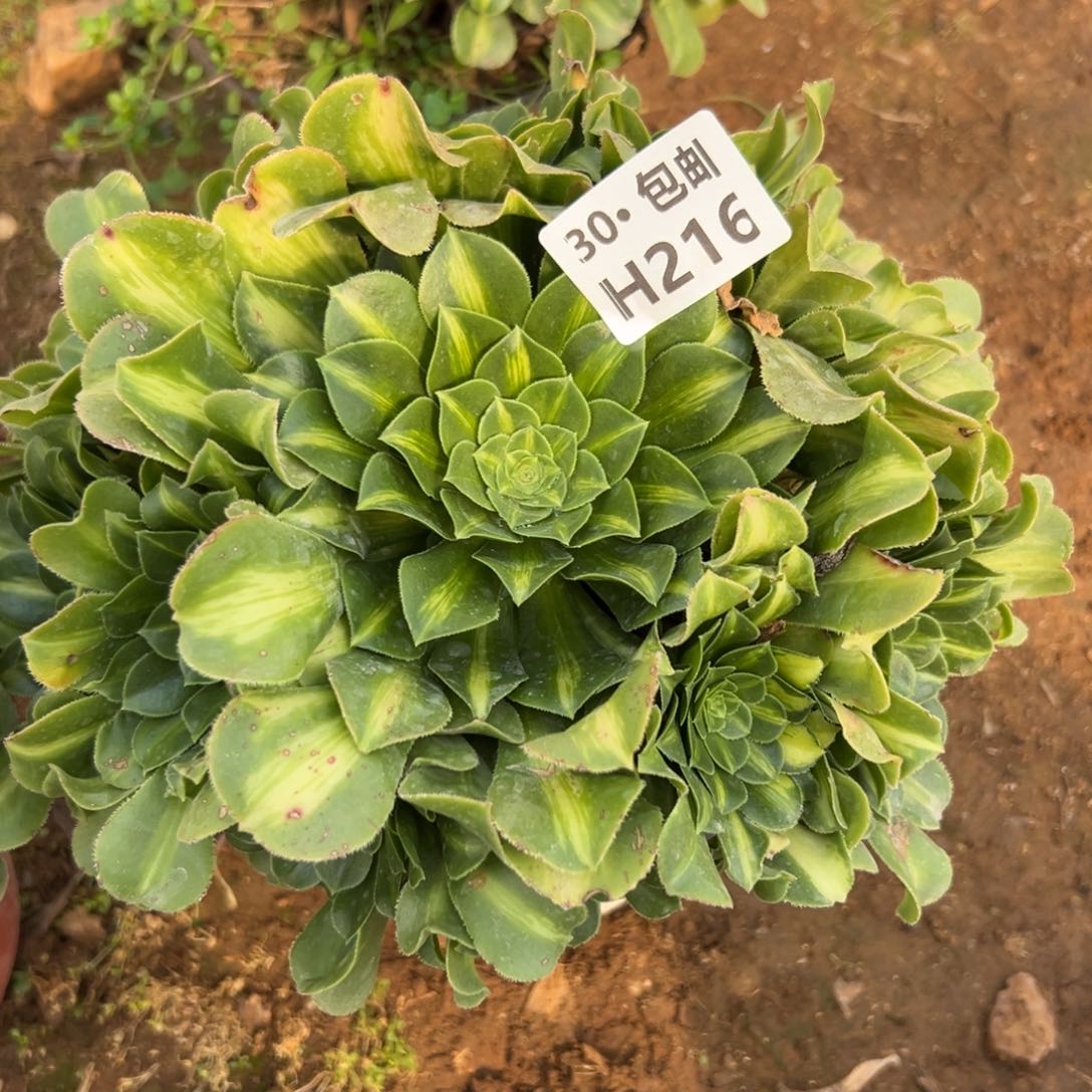 216翡翠琉璃多肉法师