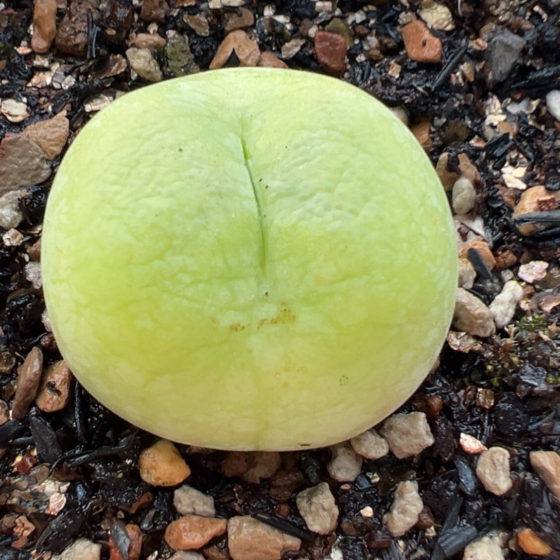 8年翠光母本带盆多肉