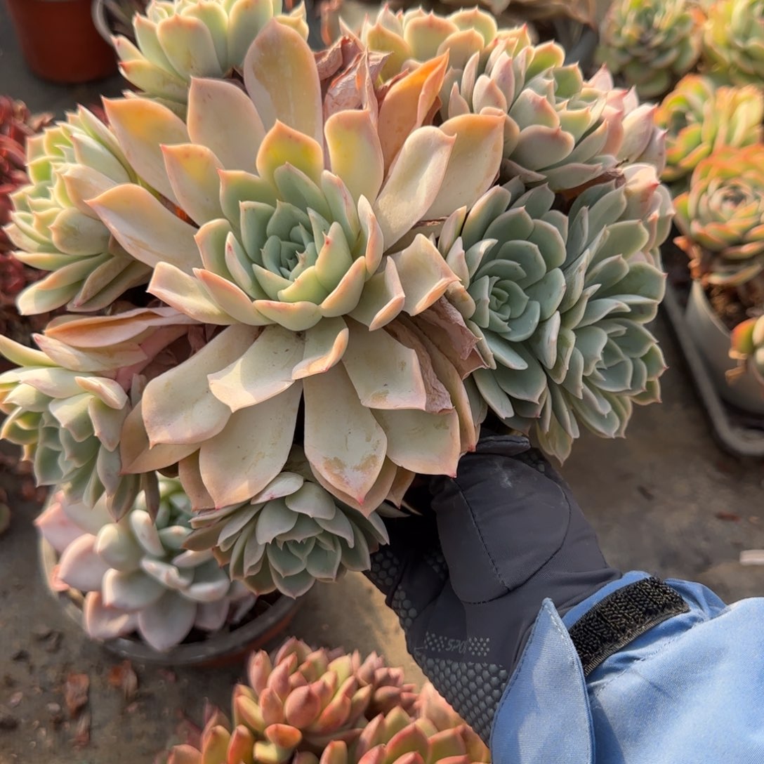 无花朵紫罗兰群生150