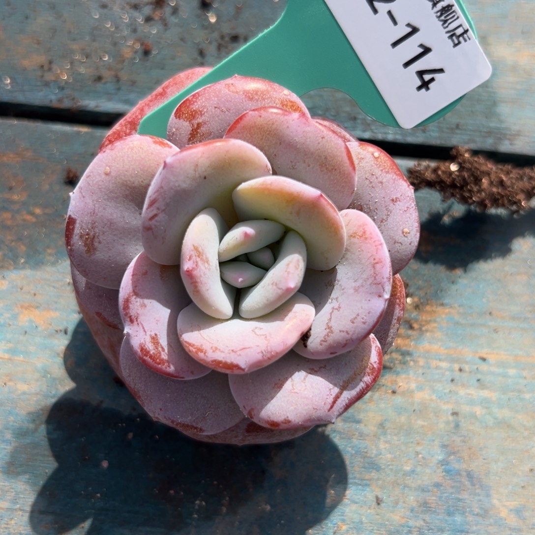 爱***壳从前慢花园多肉编号1202-114