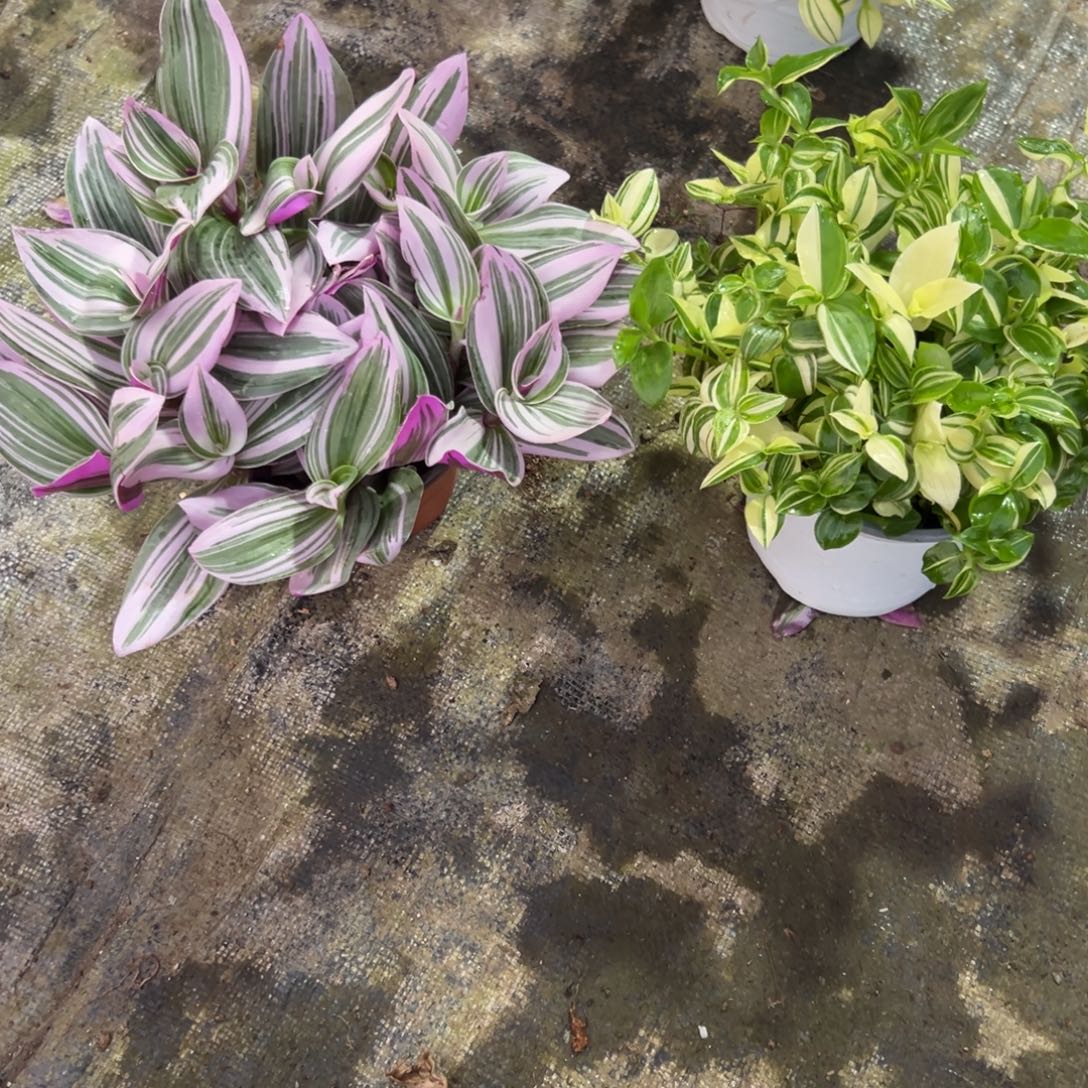 完全开放油画吊兰➕青白玉吊兰