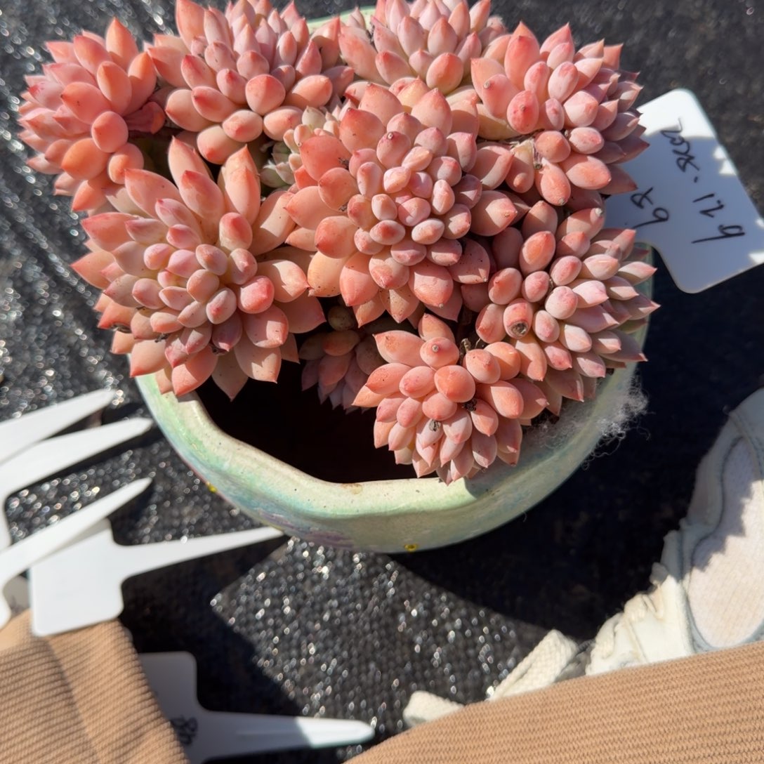 一物一拍天花板明珠美人59