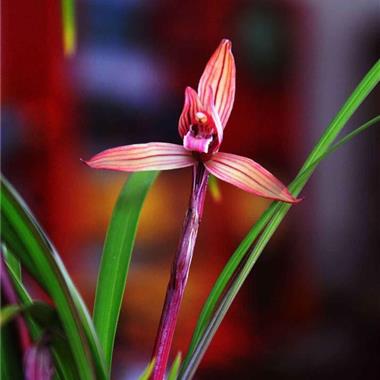 直播间兰花一物一拍专拍链接