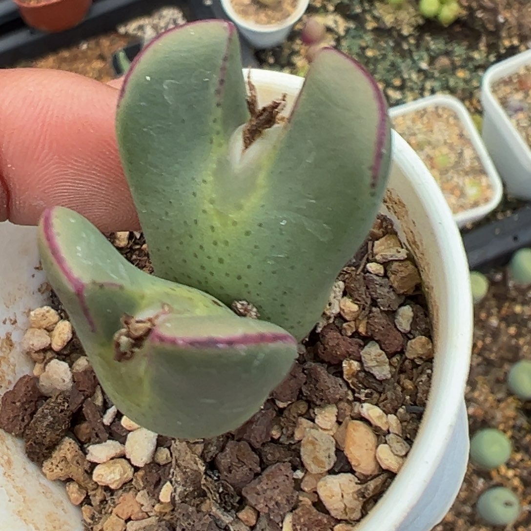 多肉植物111111111111111