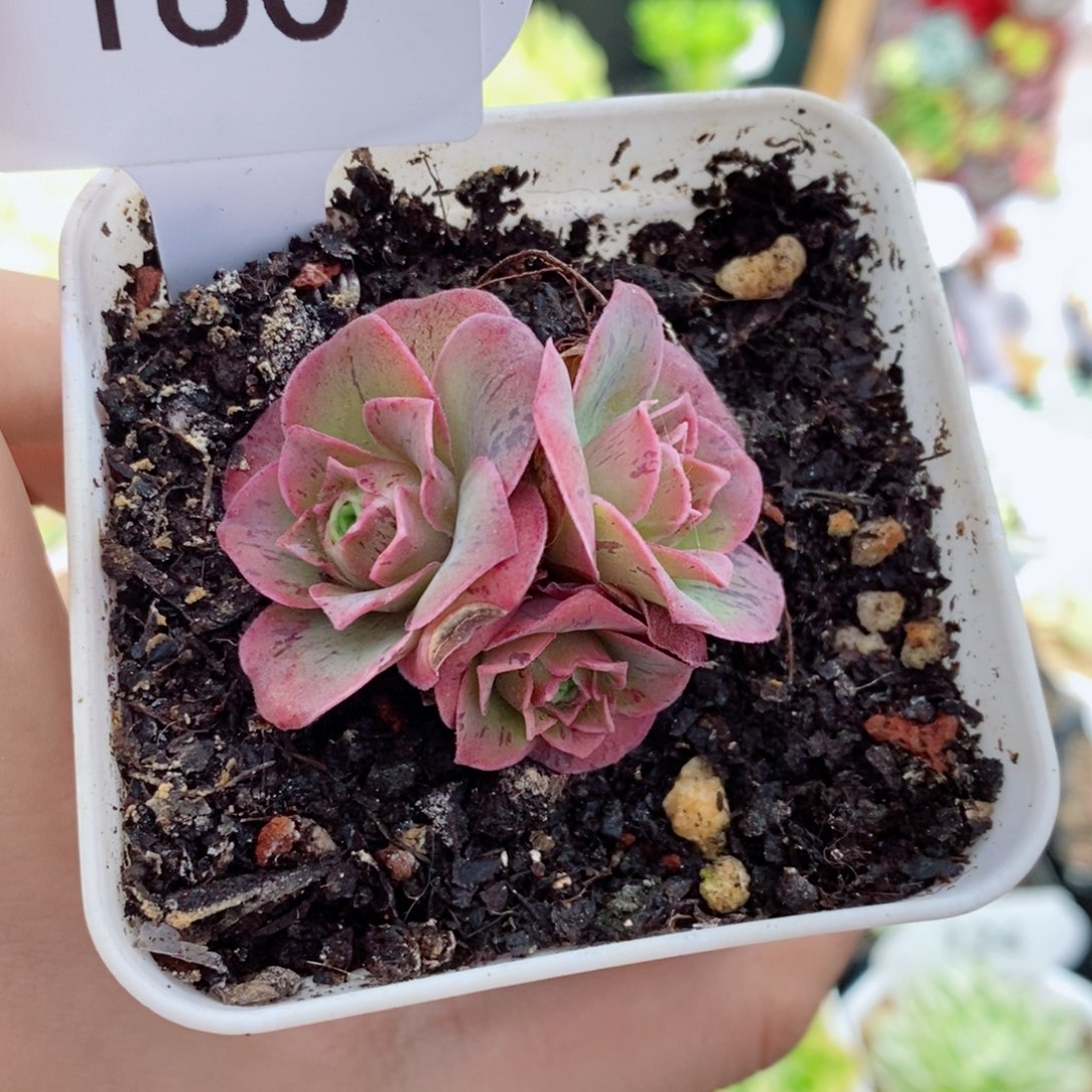 160烟花三头。           多肉玫瑰