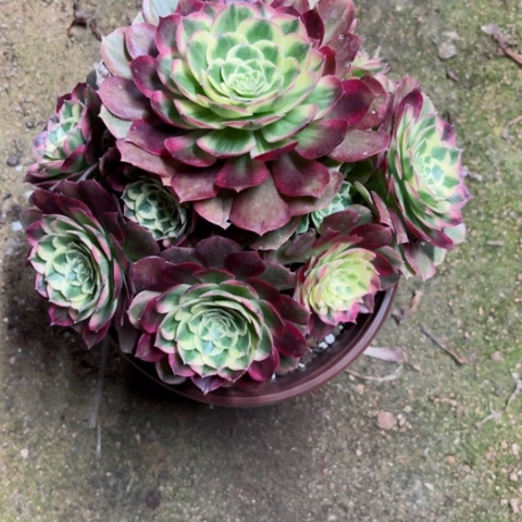 多肉植物玉资锦。