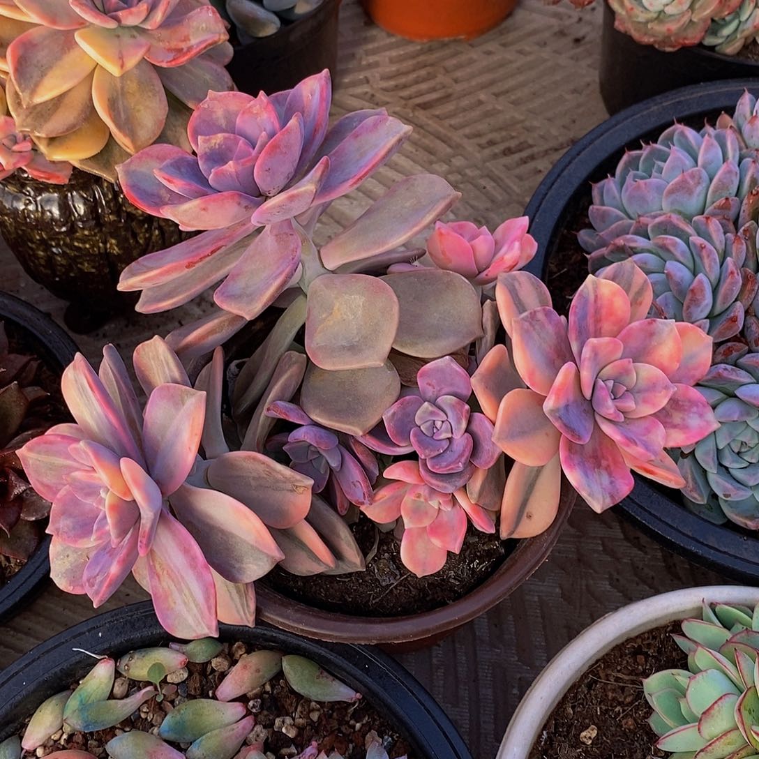 晴48包邮一物一拍多肉植物