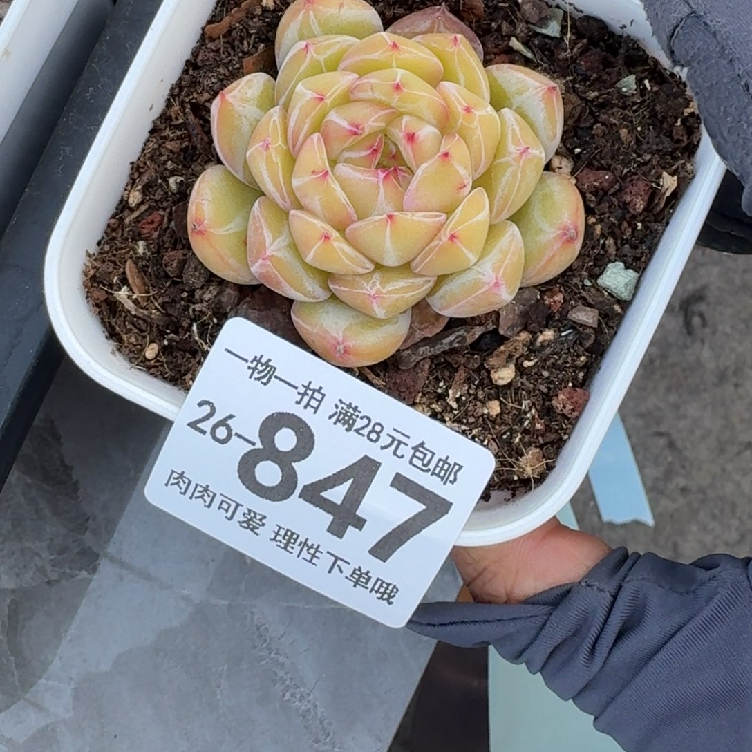 雪花珍妮无盆土发货