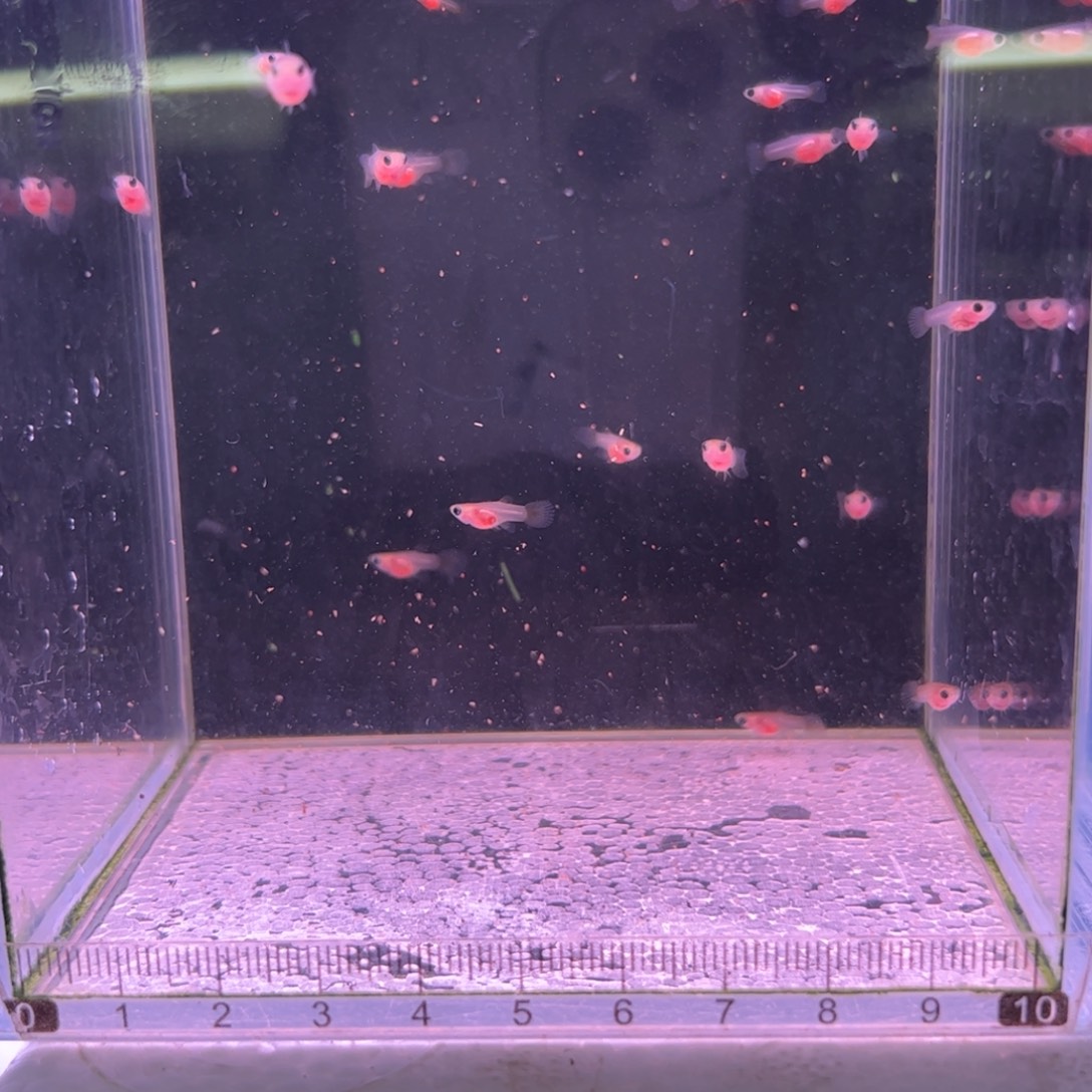 兔***孔雀鱼红头玻璃猫苗20多