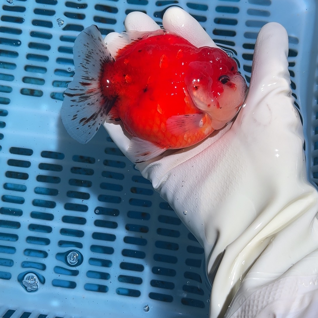 金鱼金鱼1882755489