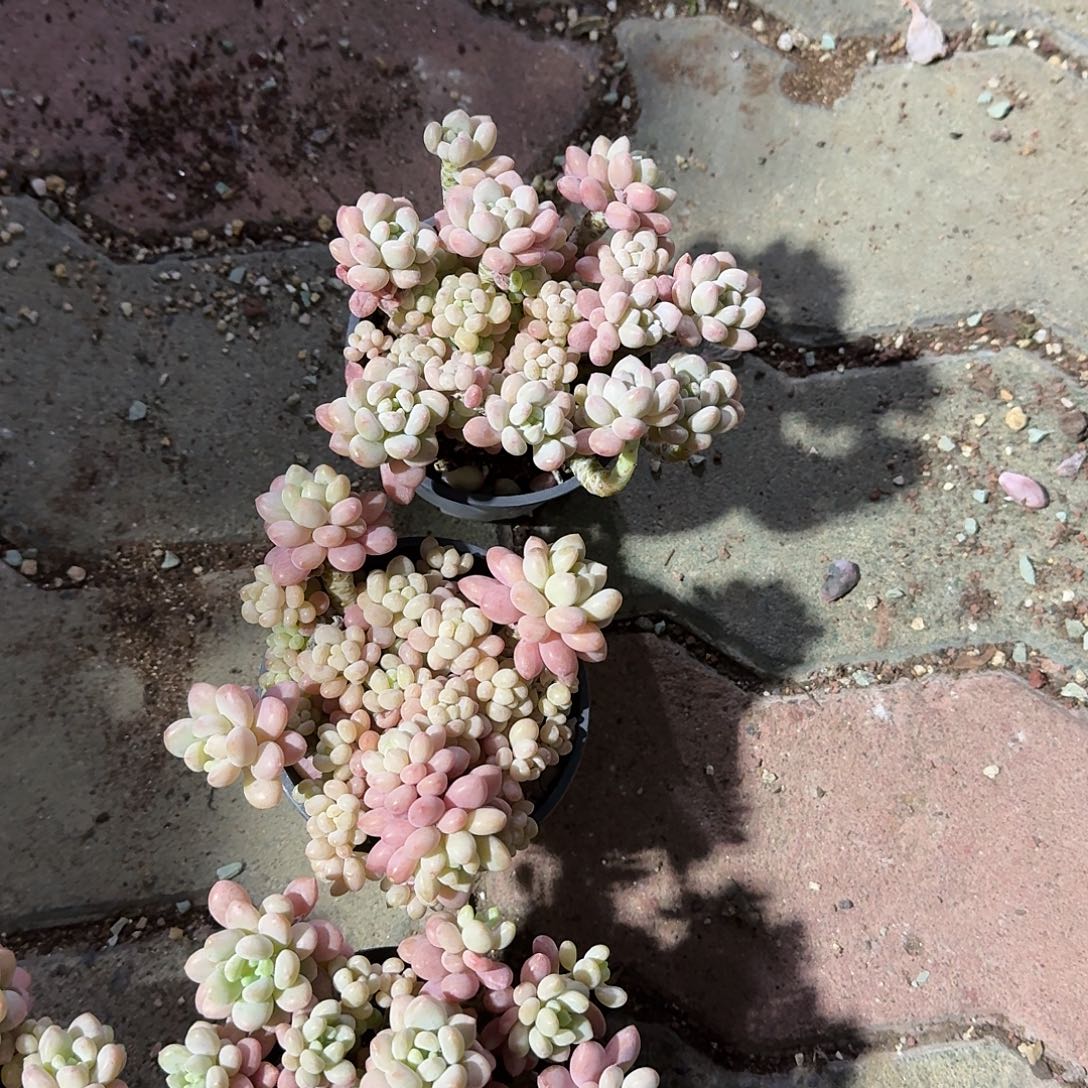 鱼子酱两颗多肉义务