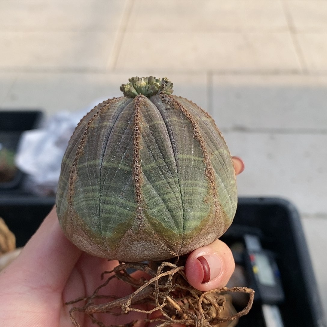 布纹球精品多肉一物一拍