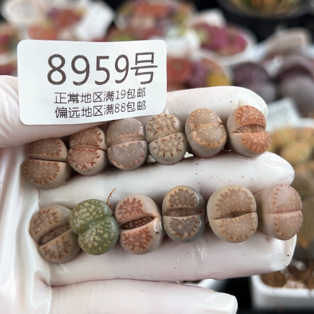 好养易活生石花大母本8959