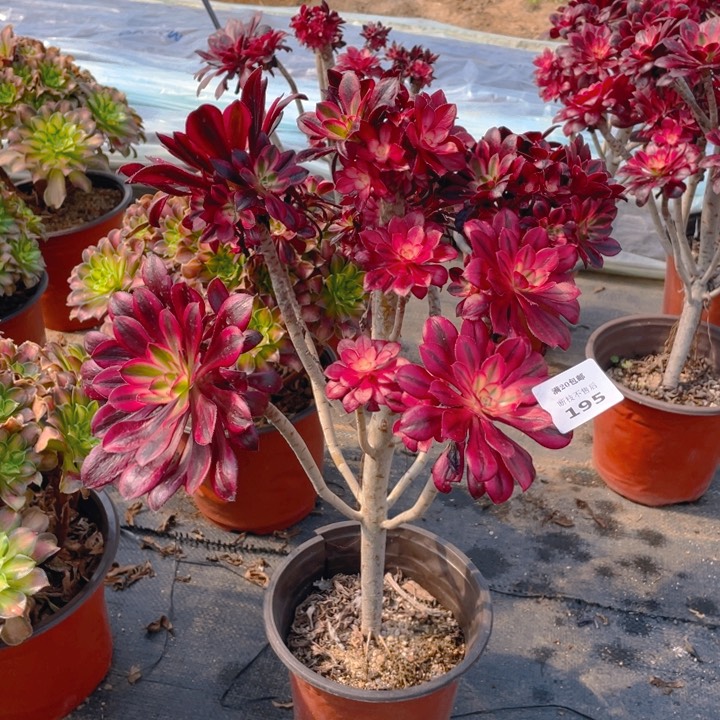 195香有砍法师多肉断枝不售后