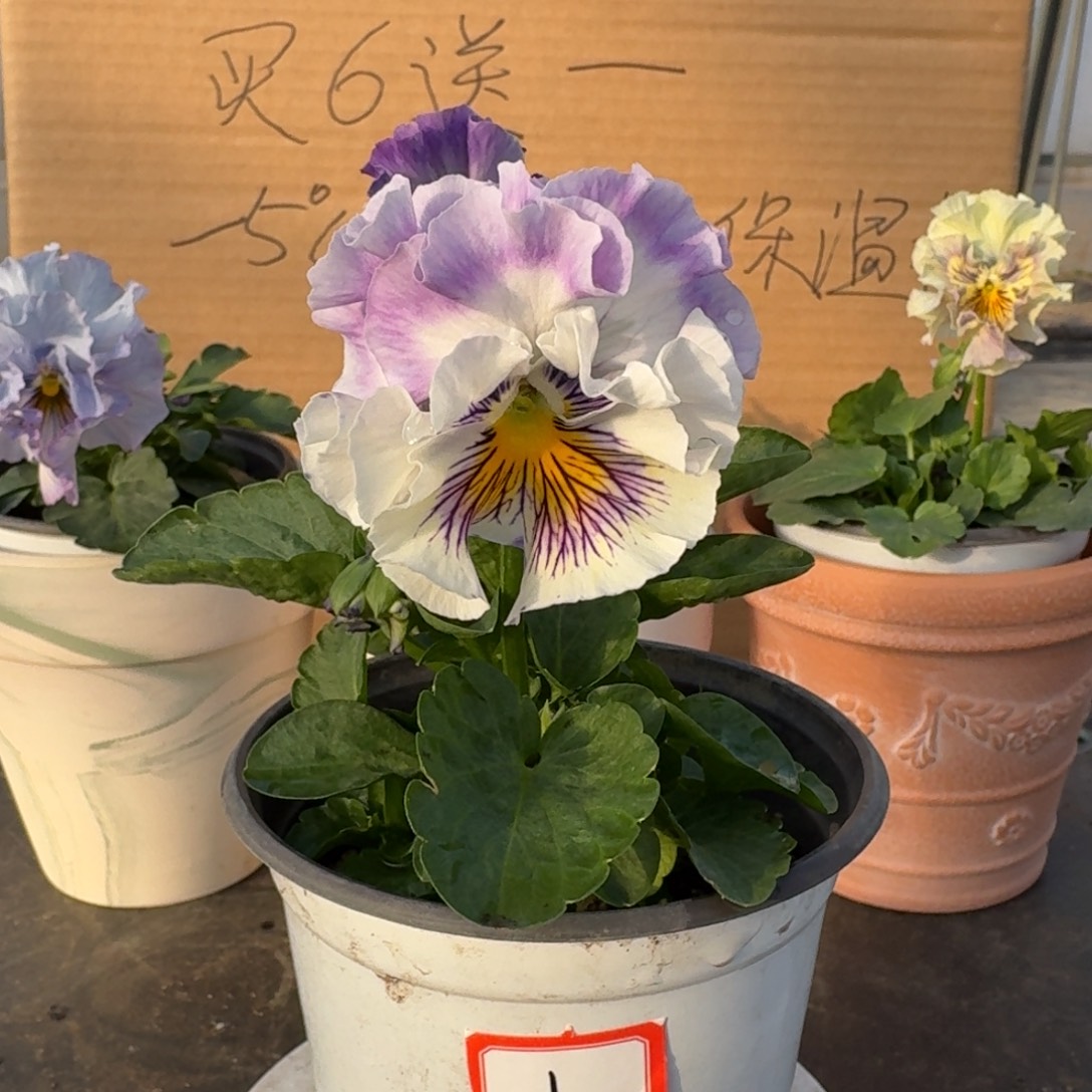 完全开放角堇花花期长好养护