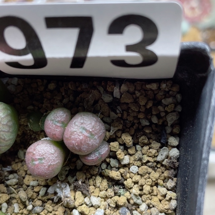 973蜜枣流水5头l l