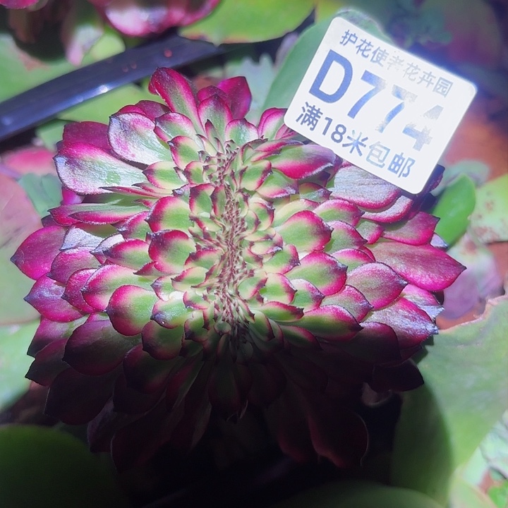 多肉法师美肌缀化