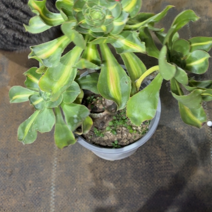 暴君有砍丛林1062