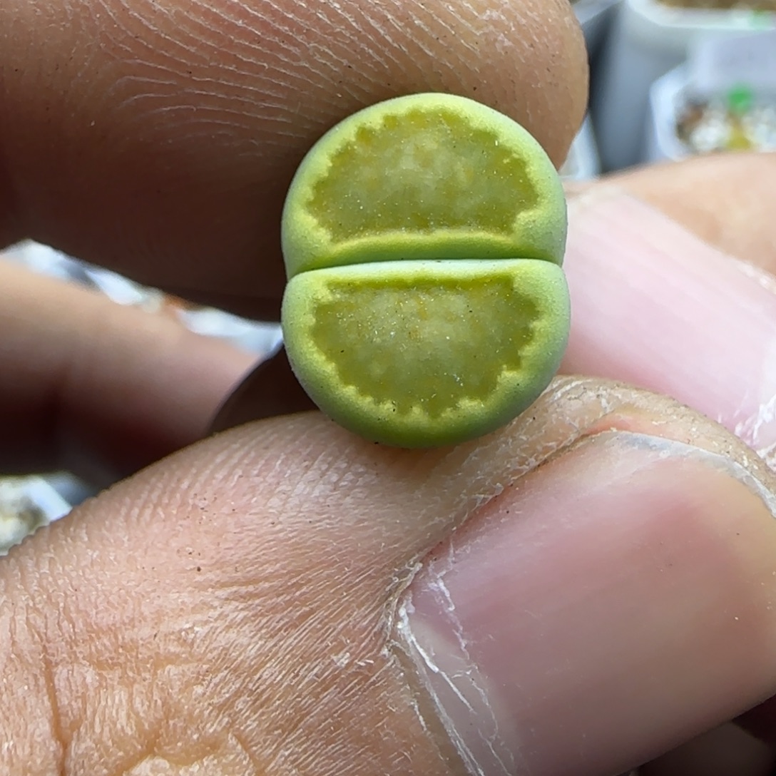 910 生石花大棚直播