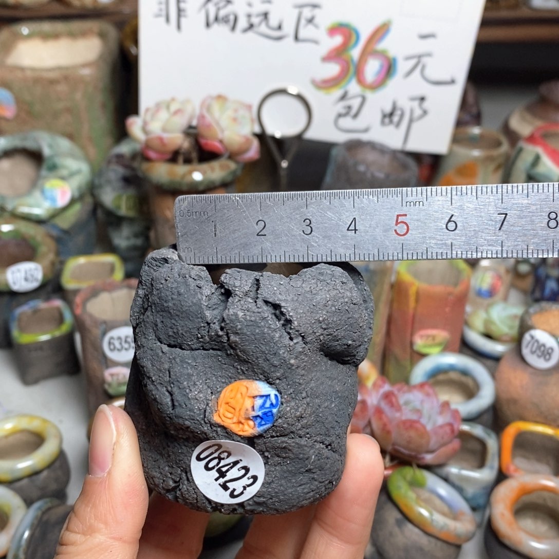 花盆拍3送一个小礼物