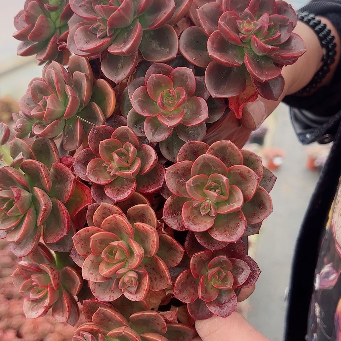 巧克力两盆带盆土