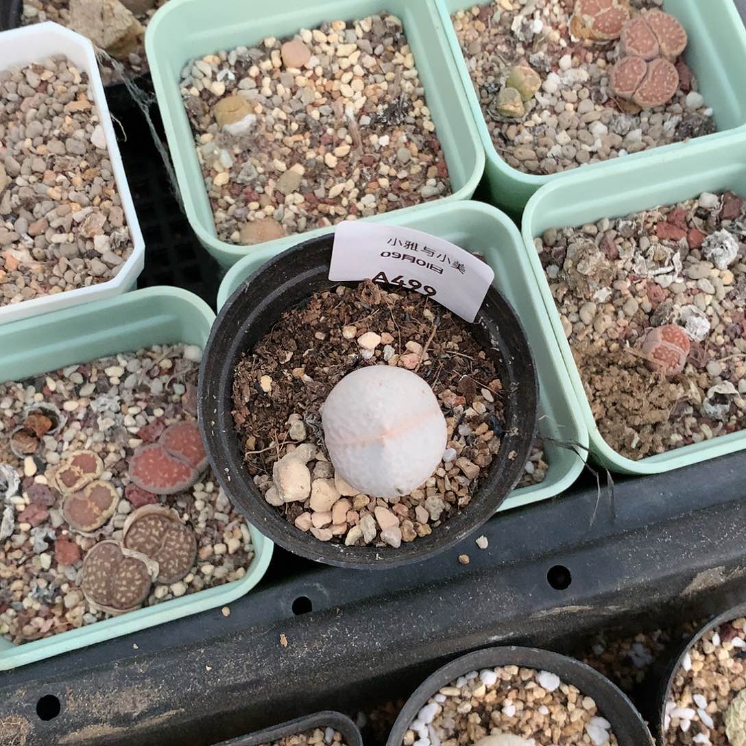你****呦A499多肉植物保护研究所