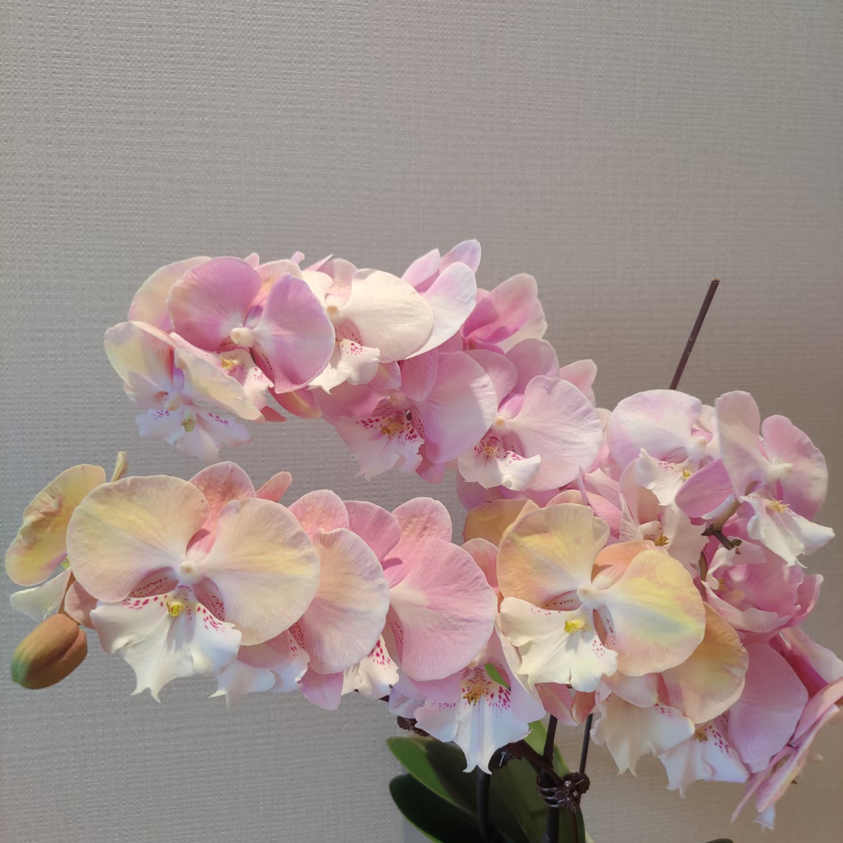 渟叙【彩虹独角兽】3.0寸 带花带花苞发货 花卉阳台植物清新网红