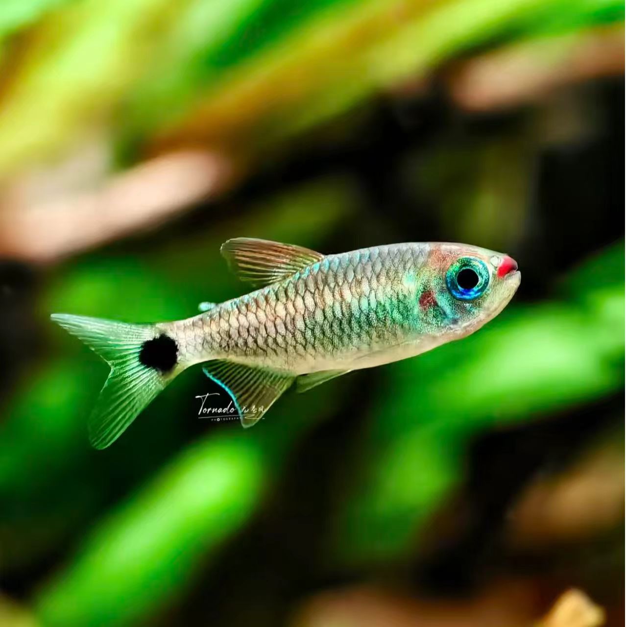 红唇可卡 小型热带观赏鱼  灯科鱼