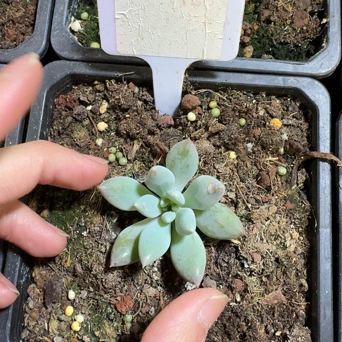 人鱼公主8888888888888888