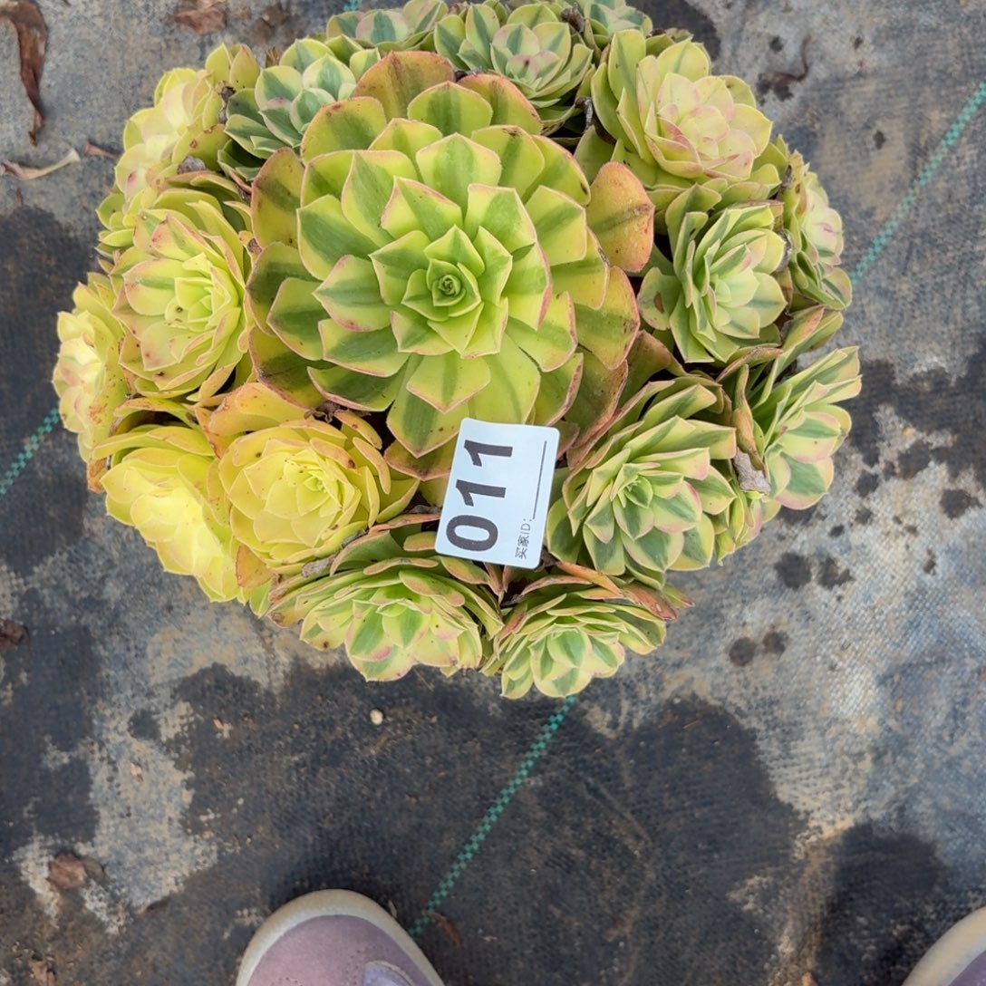 011雨河多肉植物发货