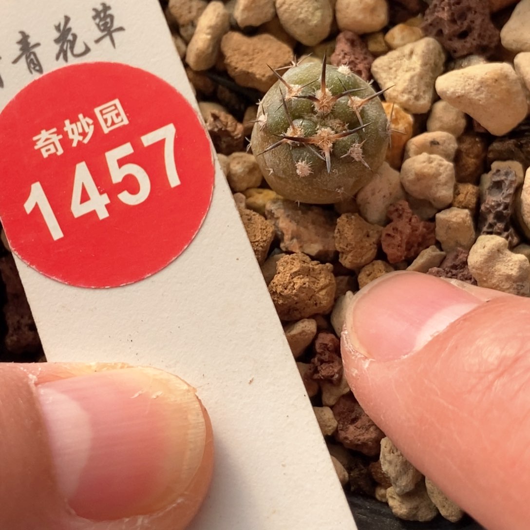 实生逆豹丸1.1cm