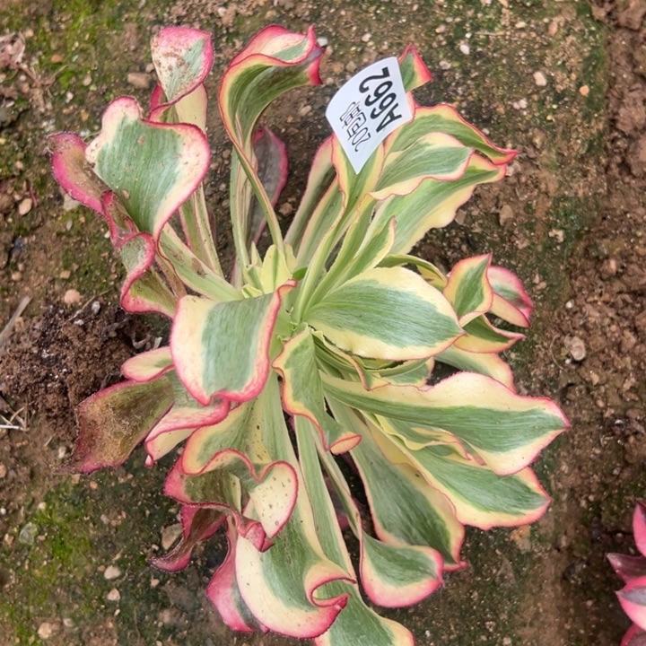 多肉植物662不售后