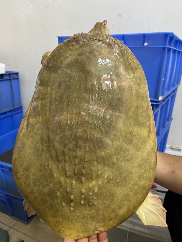 (京东包邮)11斤水库生态大甲鱼 老鳖 水鱼 珍珠鱼 鲜活包邮包活