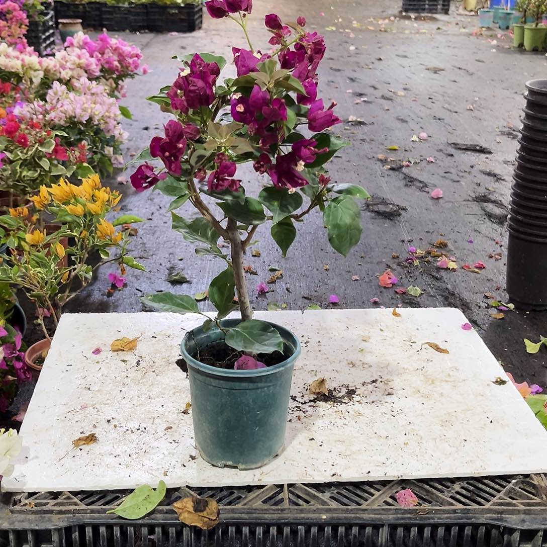 大部分花苞少量开放黑暗行者掌中宝一颗