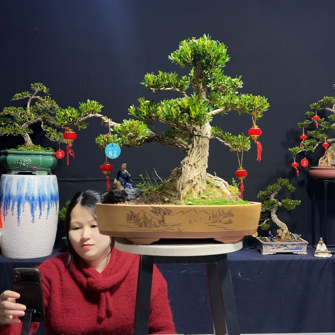 绿植广东皱皮黄杨木