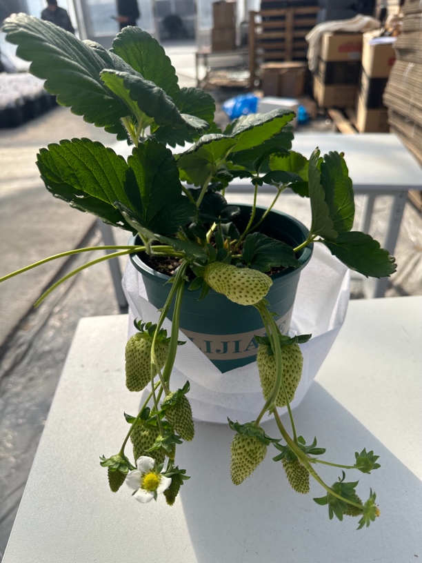 1加仑盆勿忘我草莓盆栽