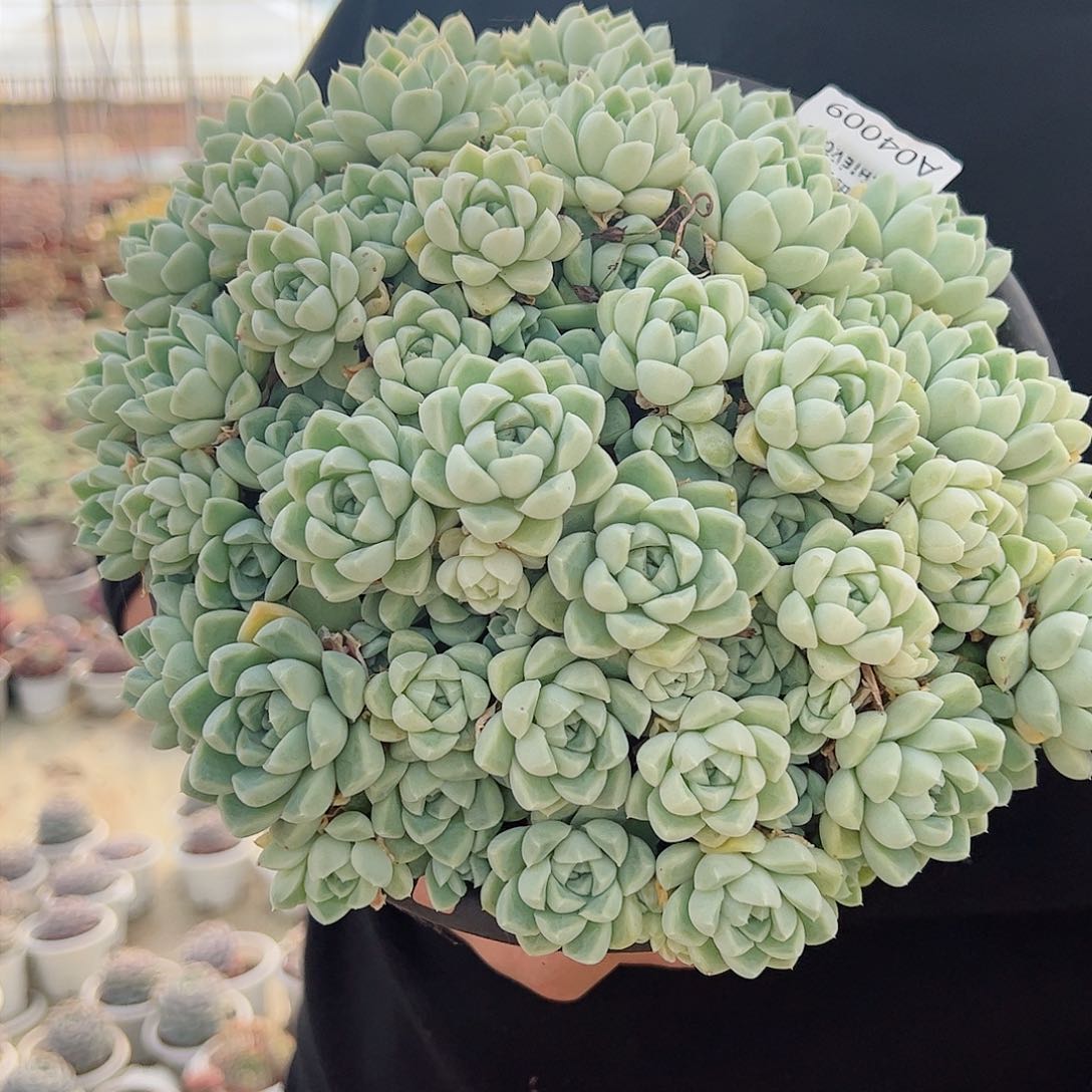 厚叶月影超级大盆多肉