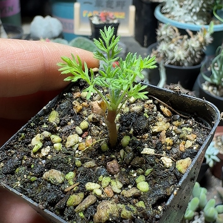 761出云洋葵带盆发货一个随机