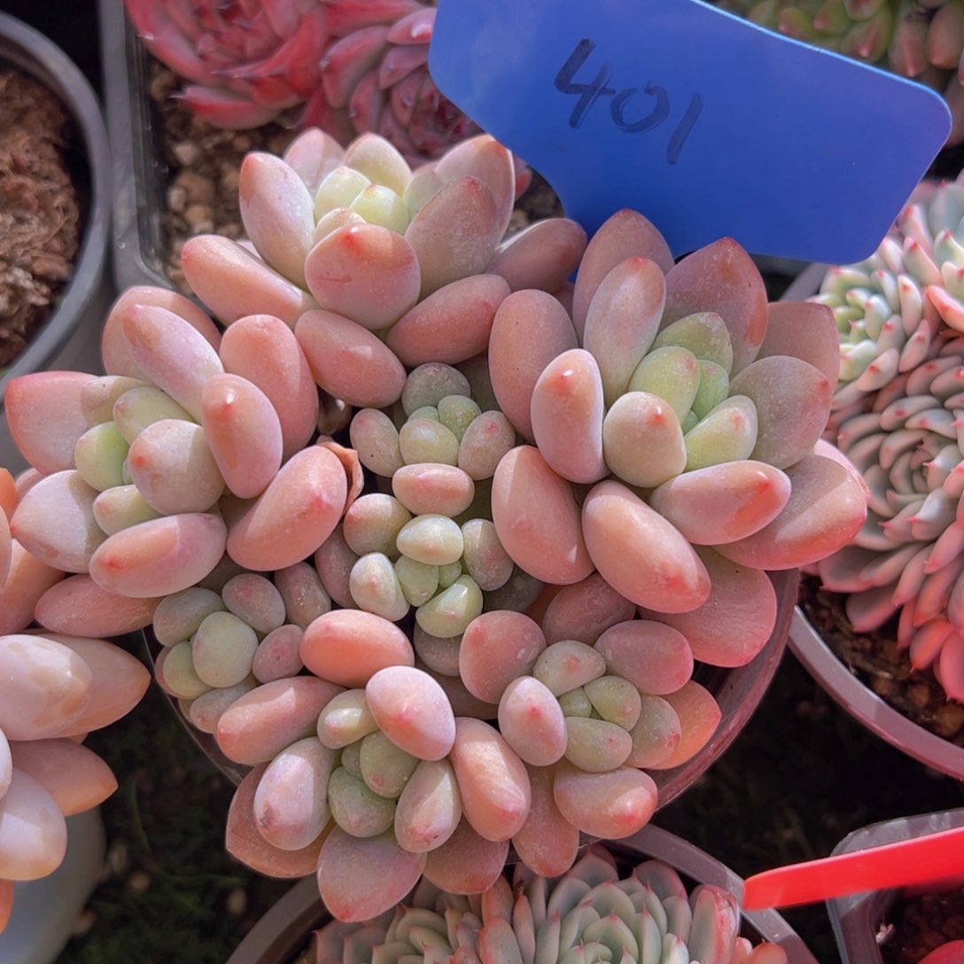 香玉的故事是一个人的故事