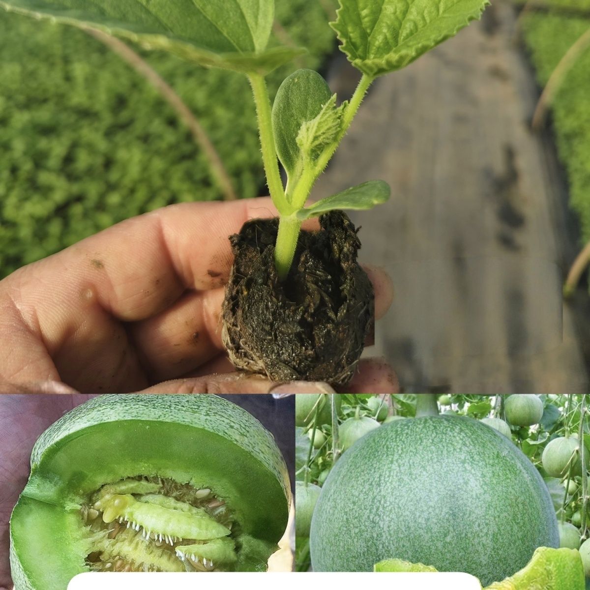 正宗超甜绿宝石甜瓜绿皮绿肉多汁香脆甜农家秧苗带土发货