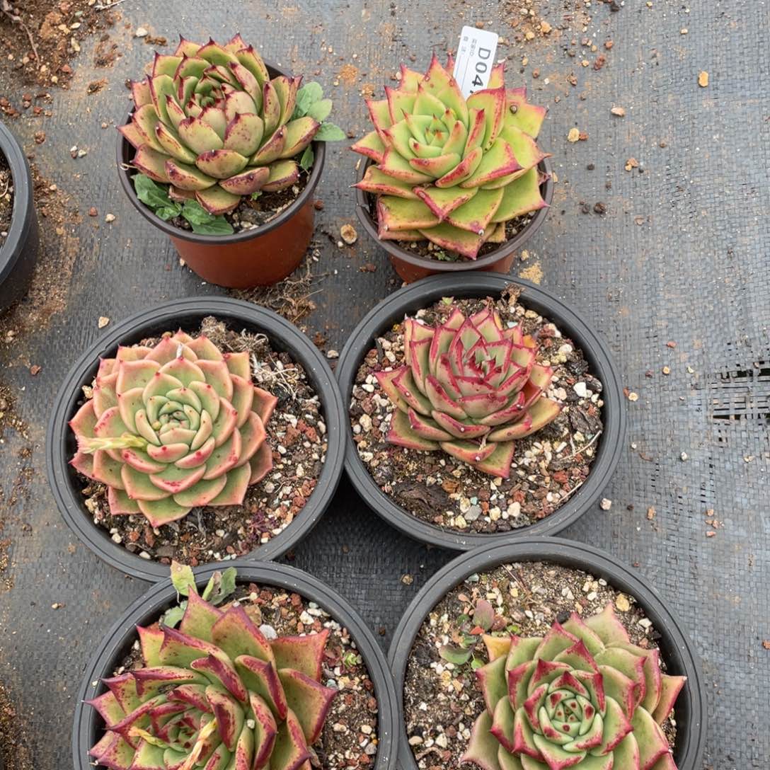 无花朵若如东云组拍D047