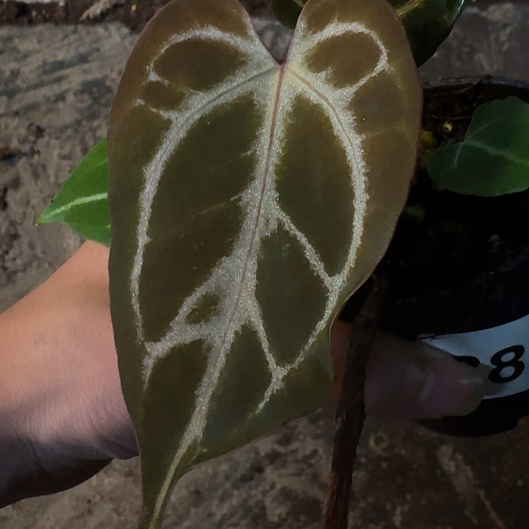 西***酱不开花植物紫色闪光B81