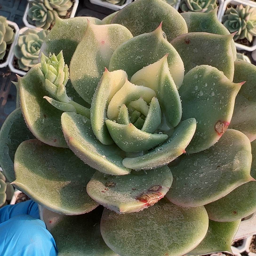 贝加尔湖锦，多肉植物